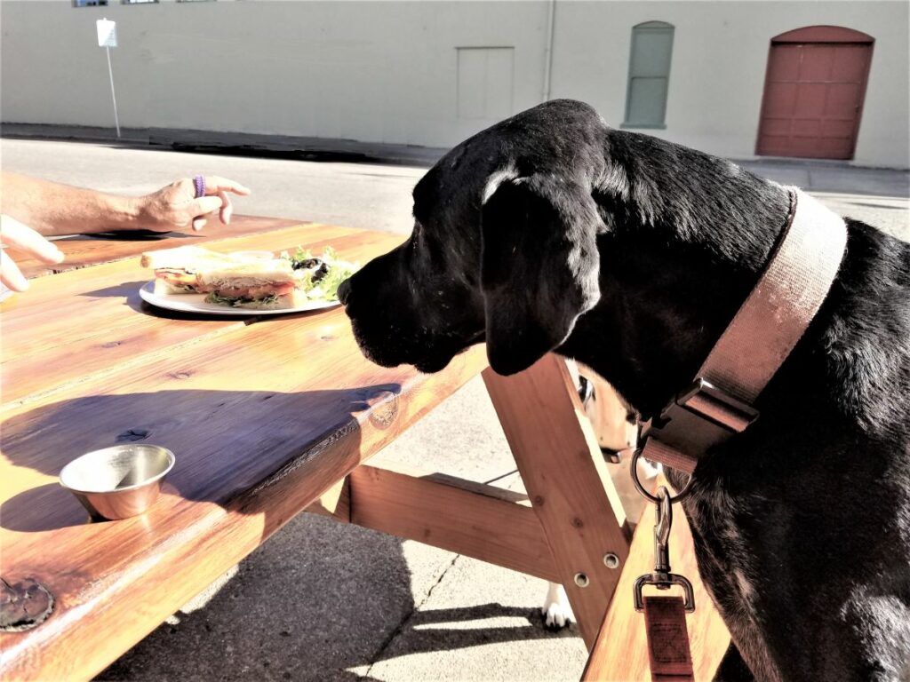 Dog looking at sandwich