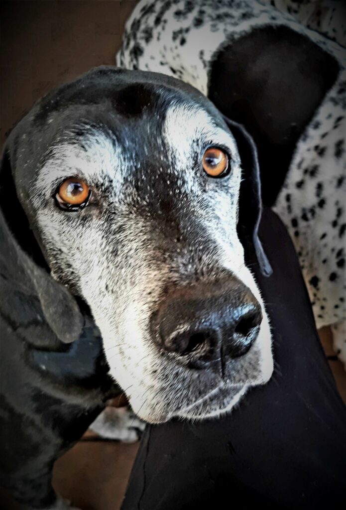 The loving look of a man's best friend is one of life's greatest pleasures