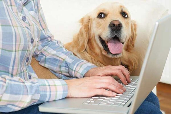 Dog and computer