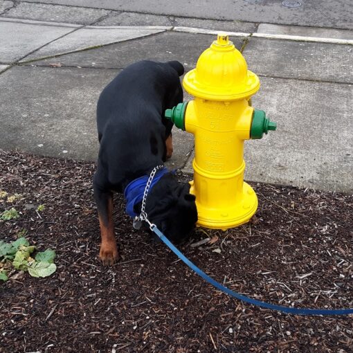 Dog sniffing a fire hydrant