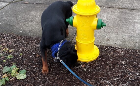 Dog sniffing a fire hydrant