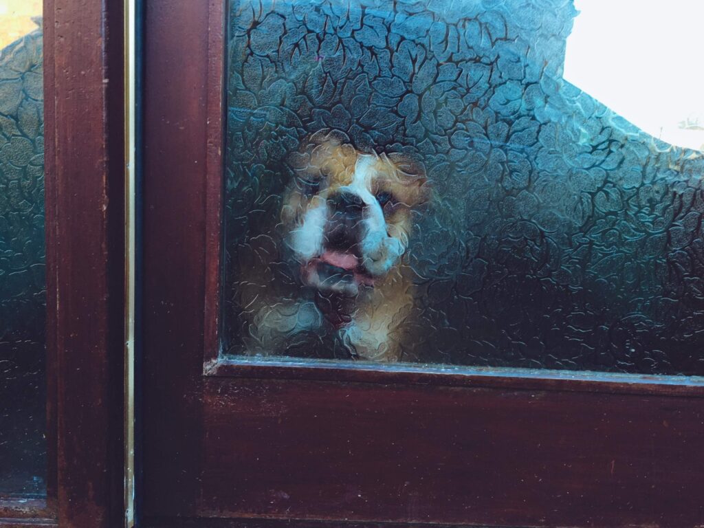 Dog behind glass door